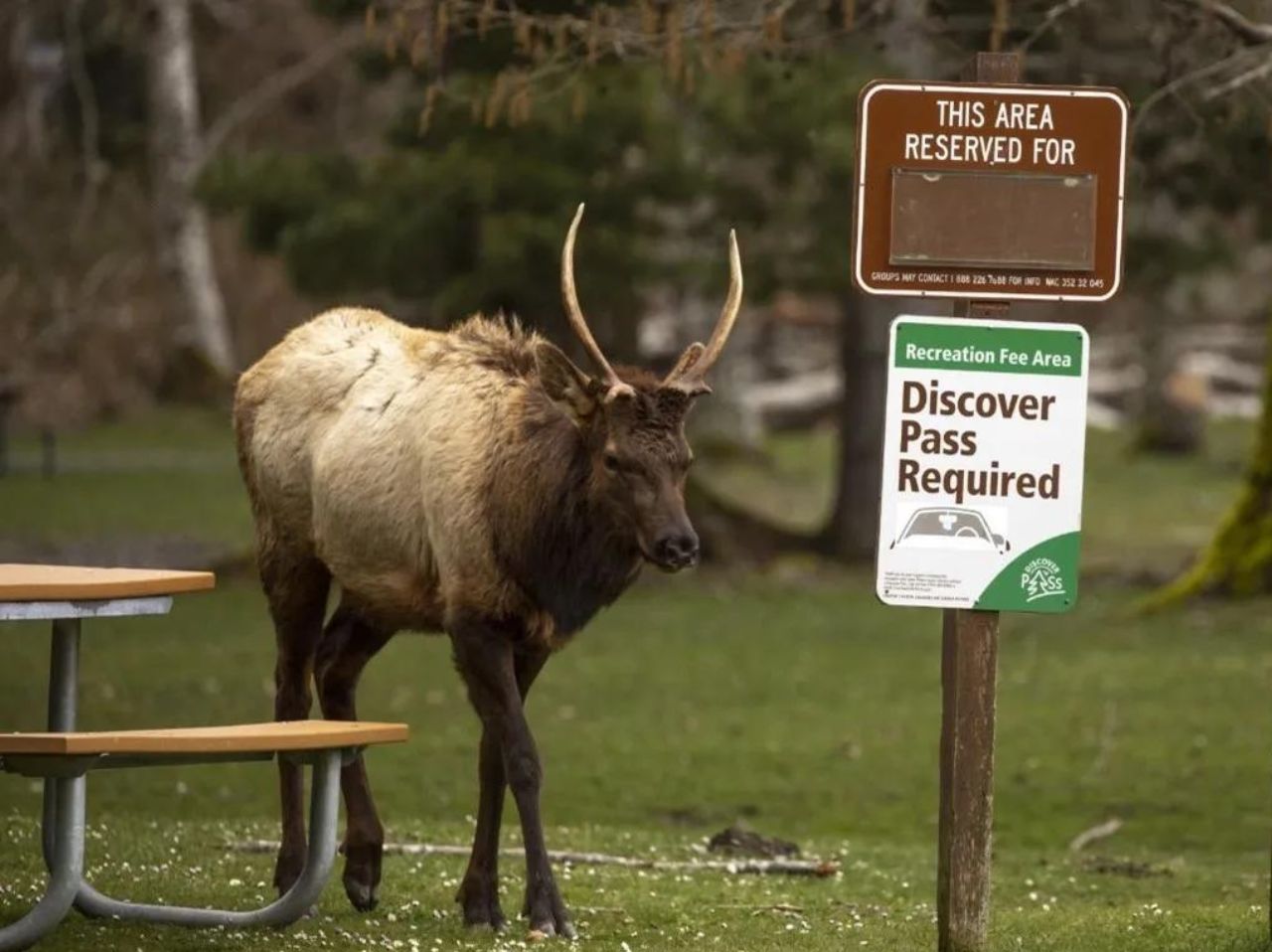 An elk walks next to a picnic table and sign that reads "Discover Pass Required"