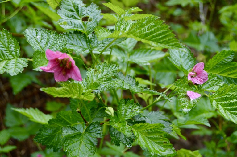 salmonberry Tony Teague.jpg salmonberry Tony Teague.jpg