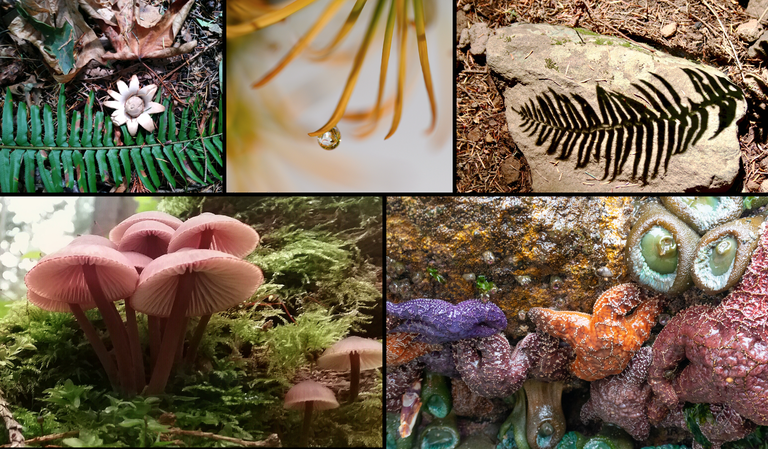 Nature Provides great inspiration.  A photomosaic showing close up pictures of plants from our region.