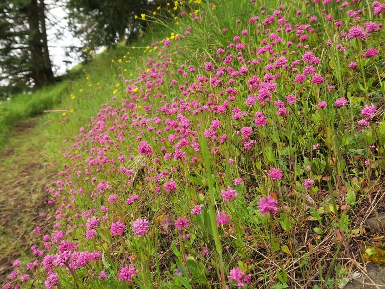 Pink sea blush flowers on a hillside with a trail in the background. Photo by trip reporter Muledeer. Pink sea blush flowers on a hillside with a trail in the background.