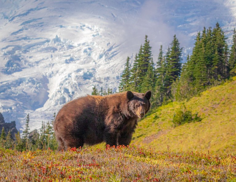 Second place in flora & fauna category in the Northwest Exposure 2022 photo contest. A bear near Skyscraper Pass on the Wonderland Trail. Photo by Ralph Radford.
