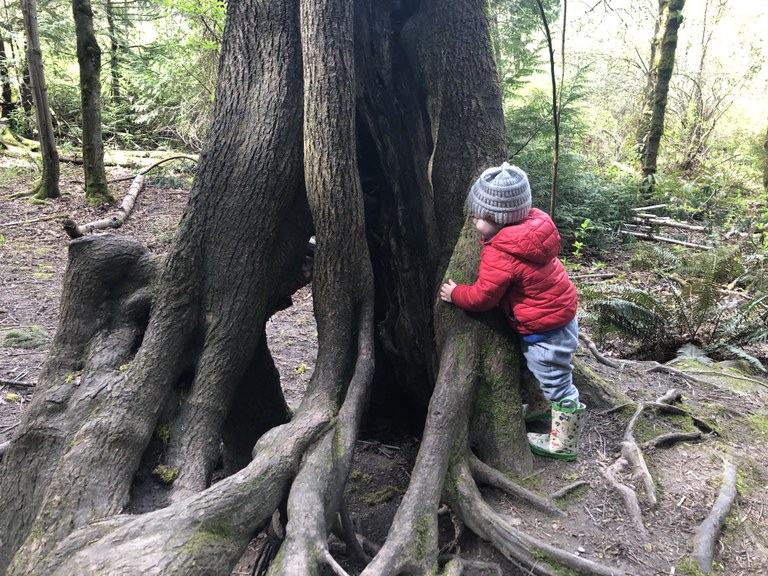 A young hiker hugs the trunk of a large evergreen tree.