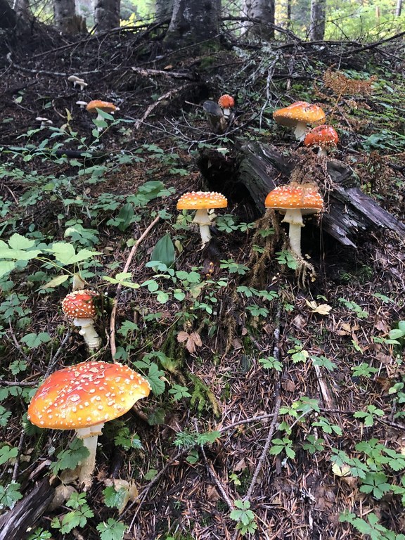 Orange mushrooms with white dots.