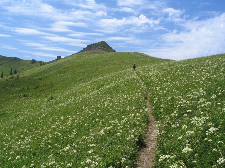 A hiker walking along a trail through a meadow with white wildflowers, a hill in the background a wispy white clouds.