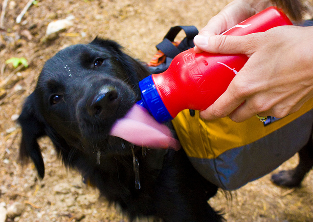 Indy the Dog Drinking from a Bottle