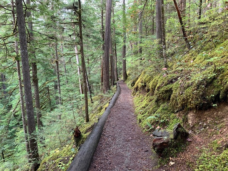 A flat, unobstructed stretch of trail through the trees.
