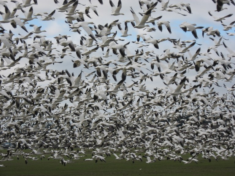 Hundreds of snow geese take flight off of a green field in the Skagit Valley. 