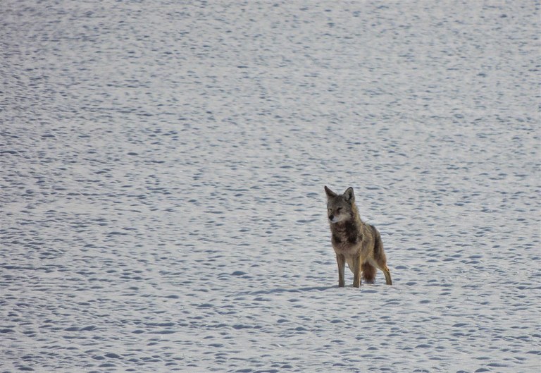 Skagit Wildlife Area by geezerhiker.jpeg