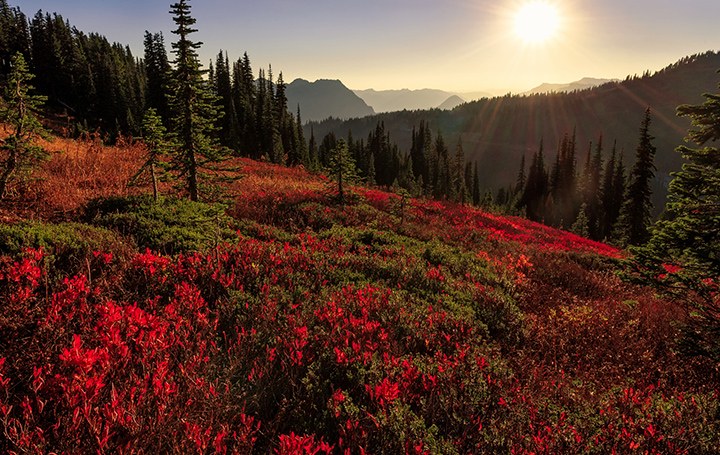 Skyline at Mount Rainier. 