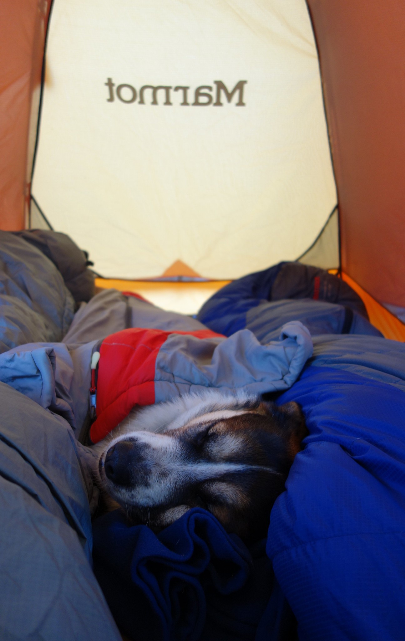 Dog and tent by Victoria Jurgens