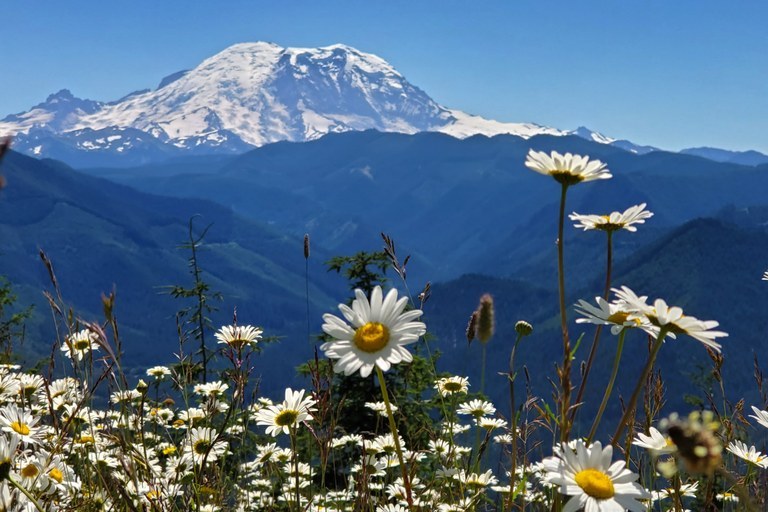 White daisies blooming with a view of Mount Rainier in the background. 