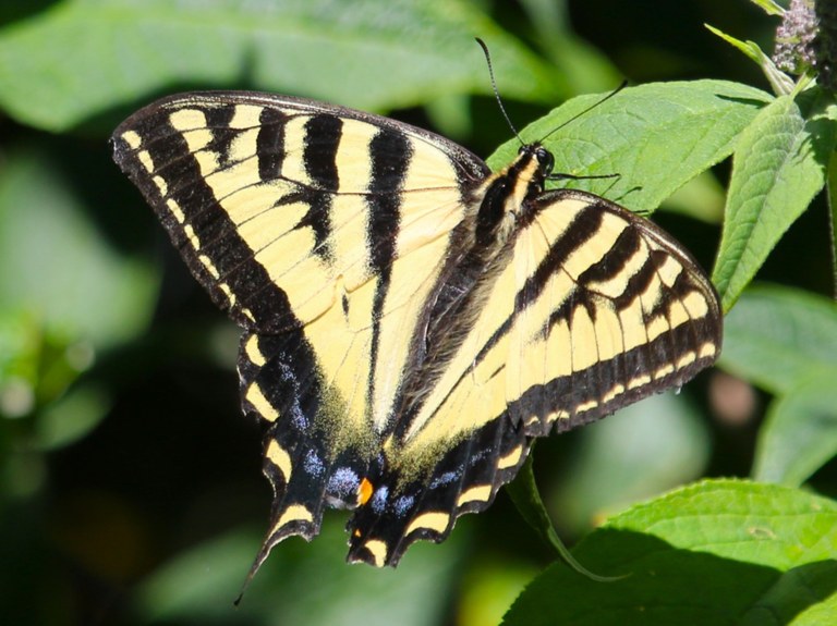 A butterfly on a leaf seen on the South Ship Canal Trail. Photo by wafflesnfalafel.