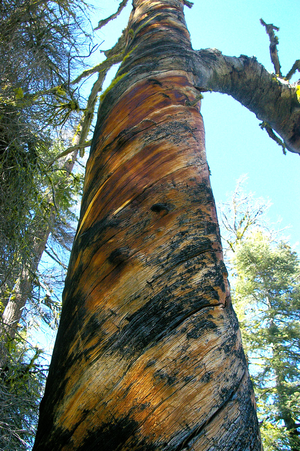 Why Do Trees Grow in Spirals? — Washington Trails Association