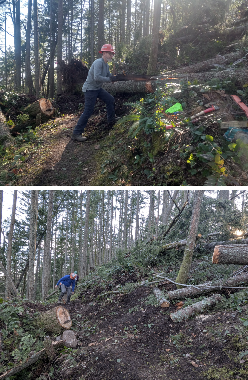 Before and after removing a blowdown on Squak Mountain. Photos by Liza Noworyta and Samantha Collins. Before and after removing a blowdown on Squak Mountain. Photos by Liza Noworyta and Samantha Collins.