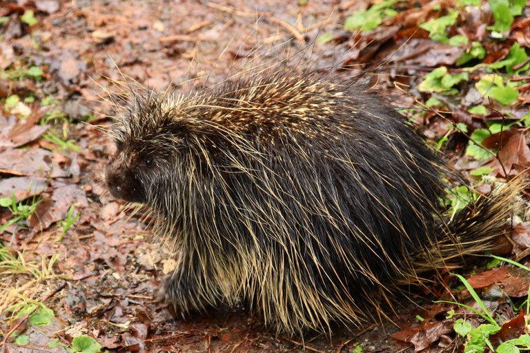 A close up shot of a porcupine on the tril.
