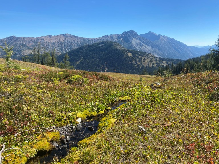 Sunny weather. Photo by trip reporter austineats. A clear sunny day with blue skies with fall colors on the West Fork Pasayten River trail. Photo by trip reporter austineats.
