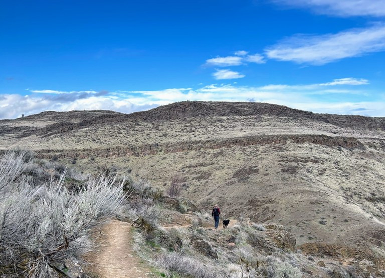 Sunny day on the trail. Photo by JamesHaitch. Hiker with a leashed dog on the East Uplands Trail in the Cowiche Canyon Preserve in Central Washington on a sunny day. Photo by trip reporter JamesHaitch.