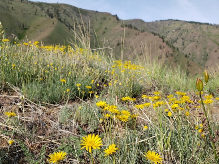 Swakane by Merritt. swakane.jpeg