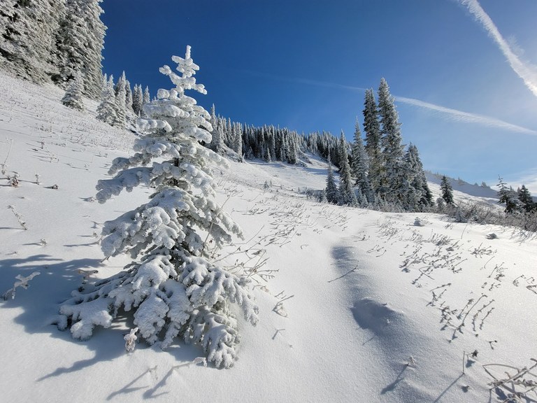 A snow-covered tree stands in a field of snow. 