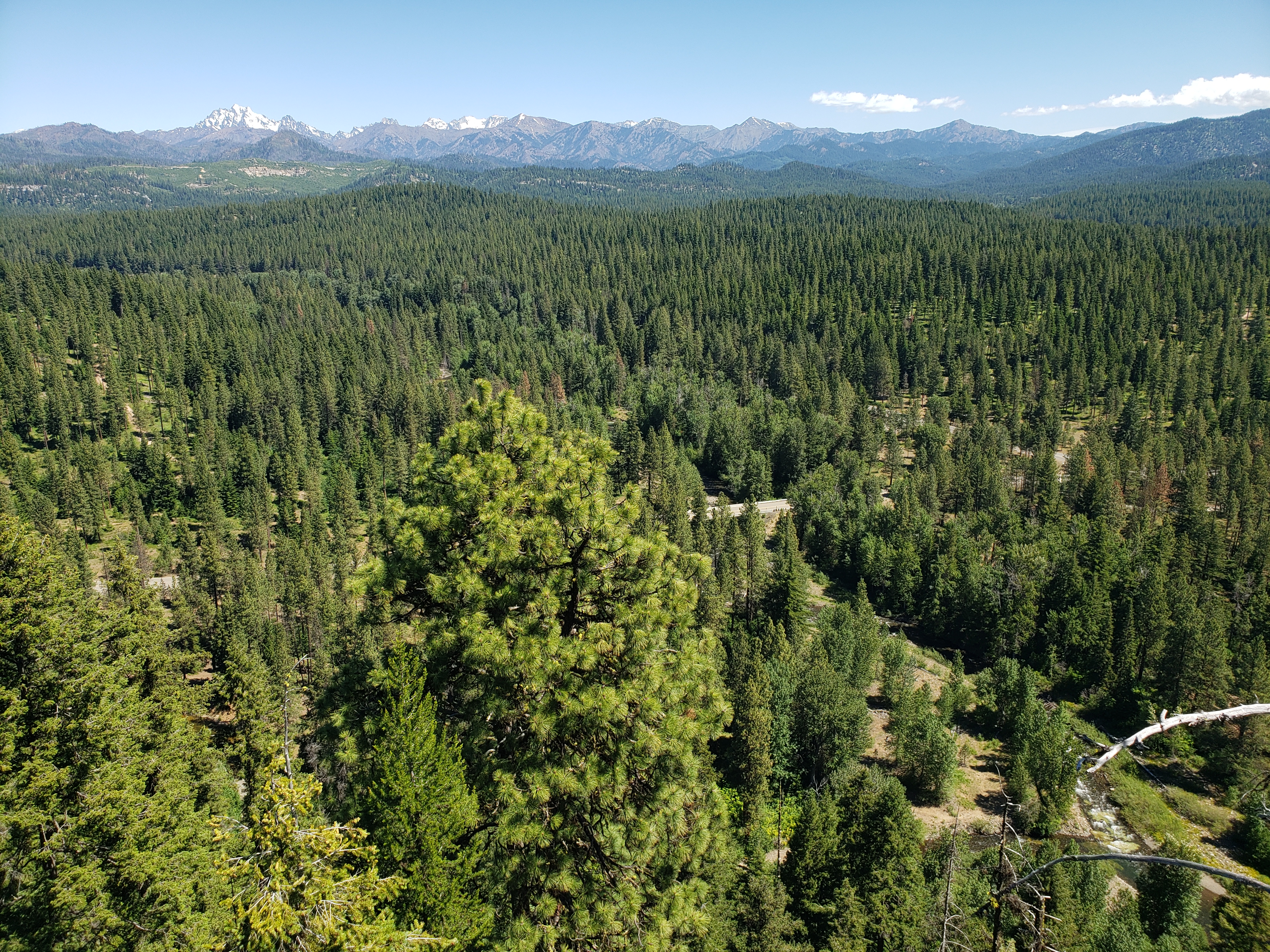 Expanse of evergreen trees with snowy peaks at the horizon