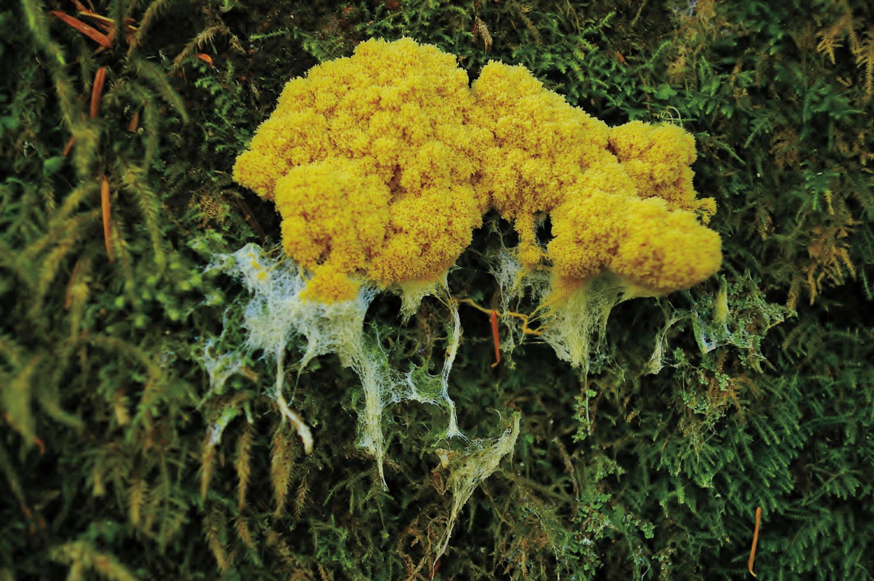 The Story Behind Slime Mold — Washington Trails Association