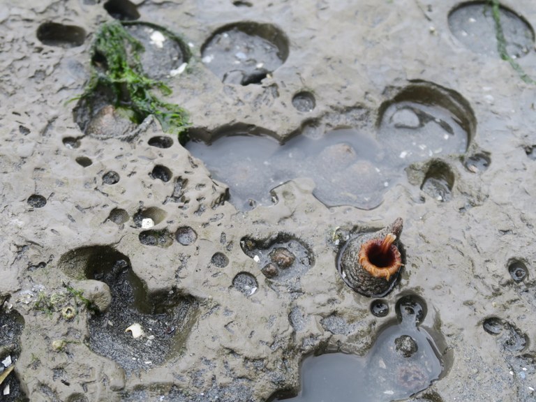 Beach. Photo by Muledeer. Tidepools in a rock on the beach at Double Bluff. Photo by trip reporter Muledeer.