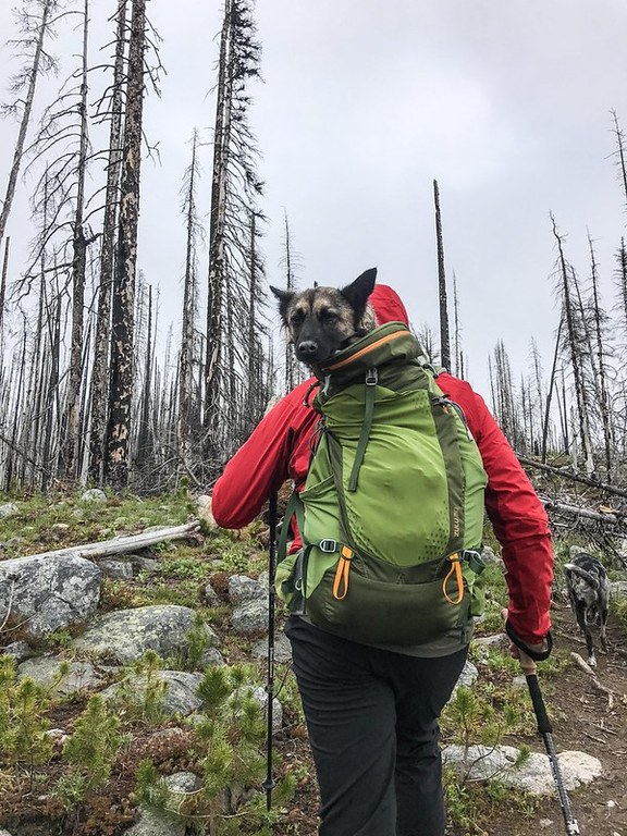 Tehya catches a ride in a backpack after injuring their paw at Tiffany Mountain.