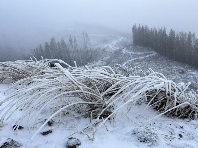 Snow covered vegetation and trail on Tiger Mountain looking toward West Tiger 2 peak. Photo by trip reporter shegoat. 