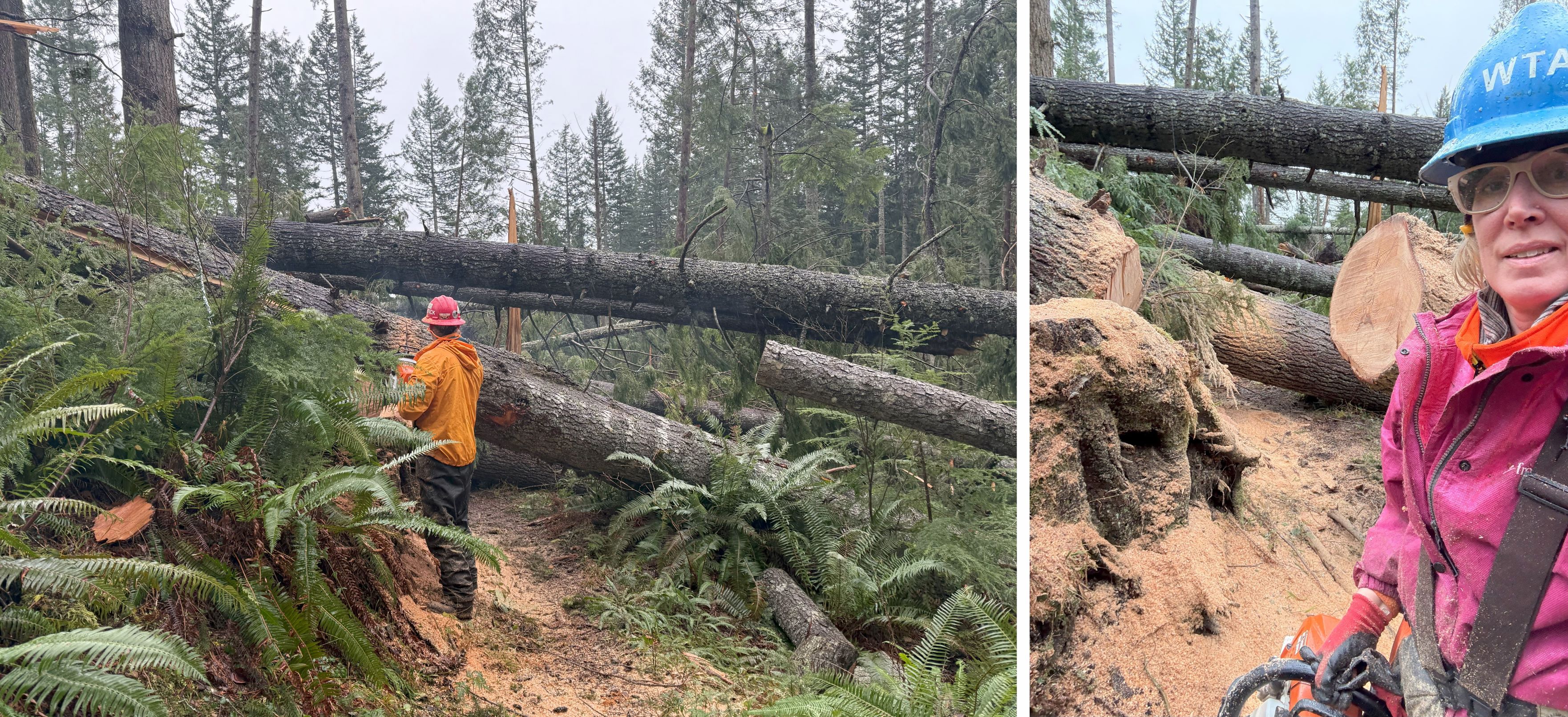 Tiger Mountain logout. Photos by Emily Snyder. A big logout on Tiger Mountain. Photos by Emily Snyder.