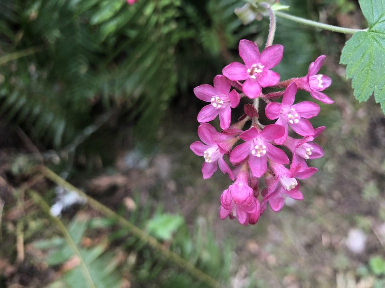 A flower blooming along trail on Tiger Mountain. A pink bloom along the trail at Tiger Mountain.