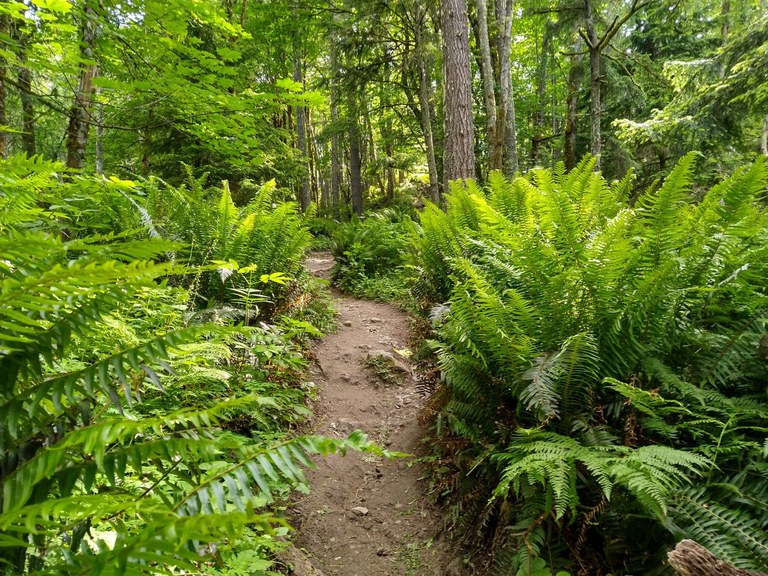 Classic Tiger Mountain views Thick ferns line a forested trail at Tiger Mountain
