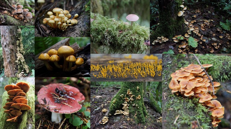 A photo collage of many mushrooms.