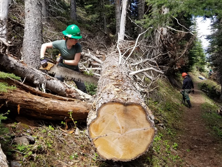 A volunteer saws a fallen log on the trail