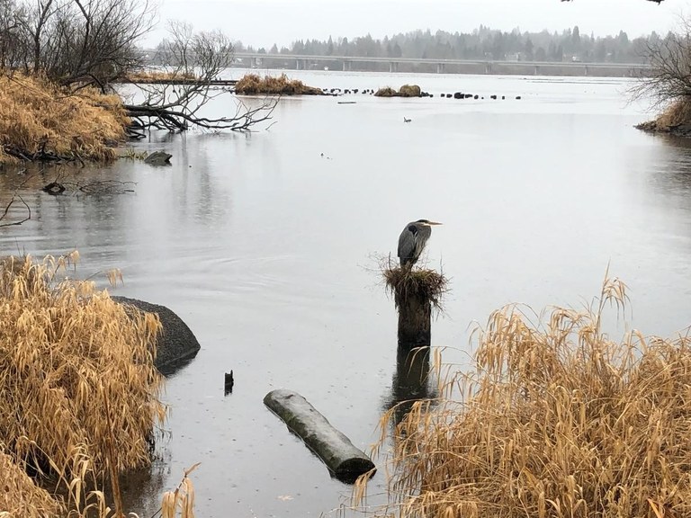 Yesler Swamp on a rainy day in the Union Bay Natural Area. Photo by BlueGoat. 