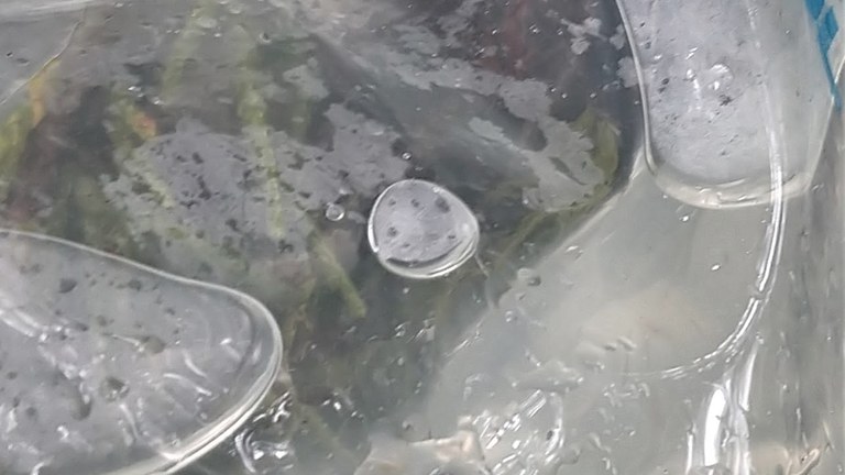 Photo by Vanessa Weiland. Vanessa Weiland.jpg