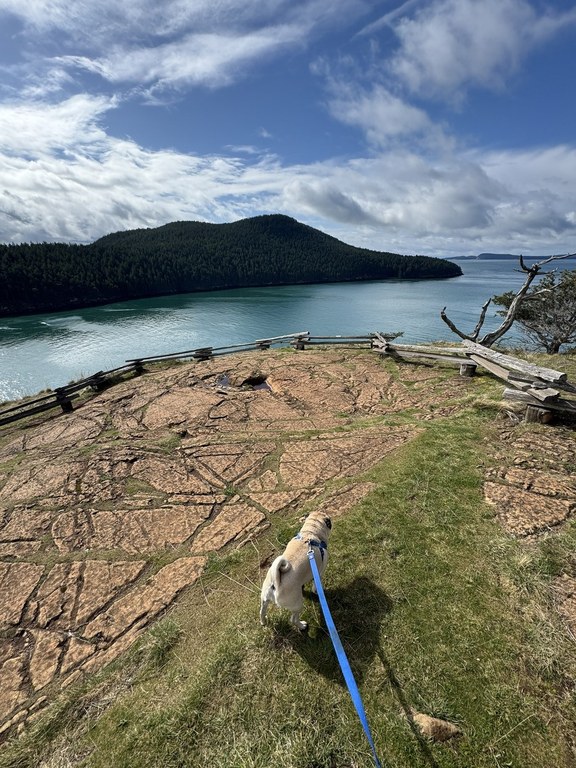 Washington Park by latencall Pug on blue leash on trail over looking water.