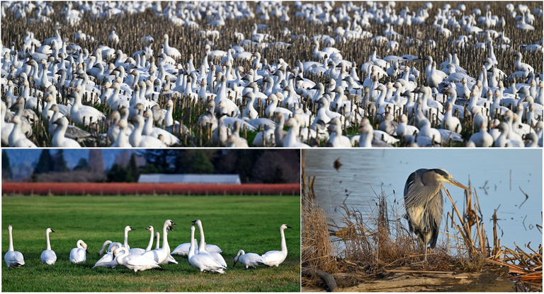 Three photos are stiched together. The top shows a huge flock of birds in a wetland area. The bottom left shoes some geese on a grassy field. The bottom right is a great blue heron standing in reeds.
