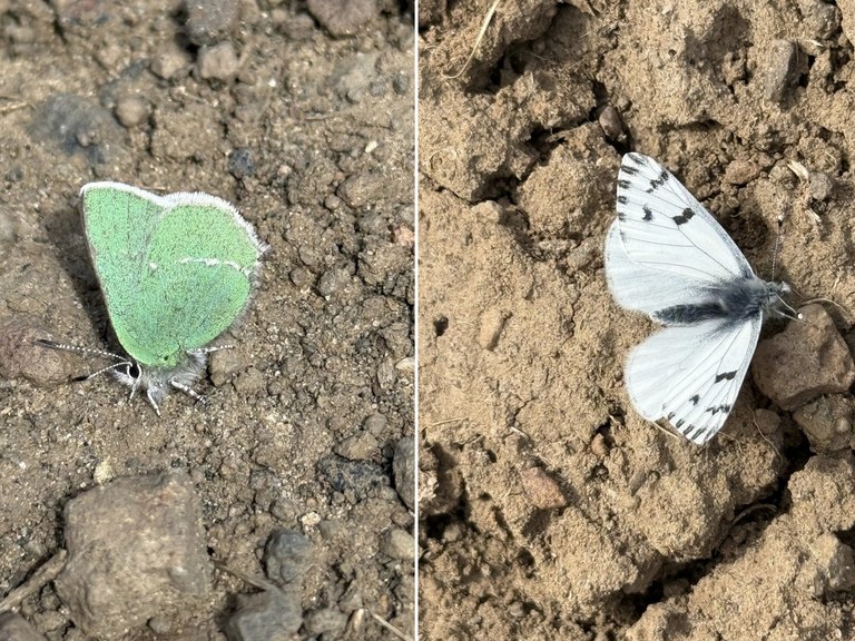Whiskey Dick Wildlife area by trip reporter youcandoit two shots of butterflies on dry dirt trail. One is green the other is white with black spots.