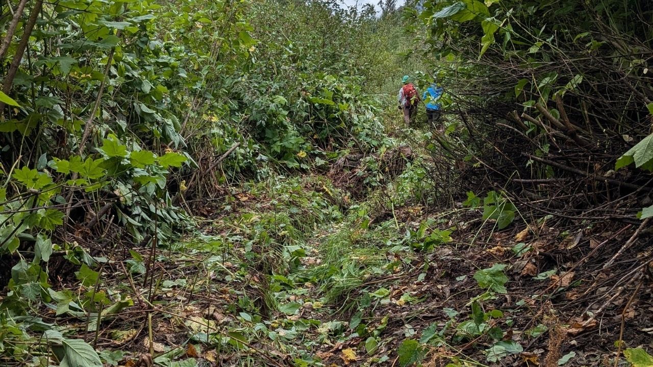 Brushing in progress. Photo by Erin McMillan. Trails crews hard at work brushing very covered trail in white river. Two people working down trail with a pile of brush covering the trail in front of them.