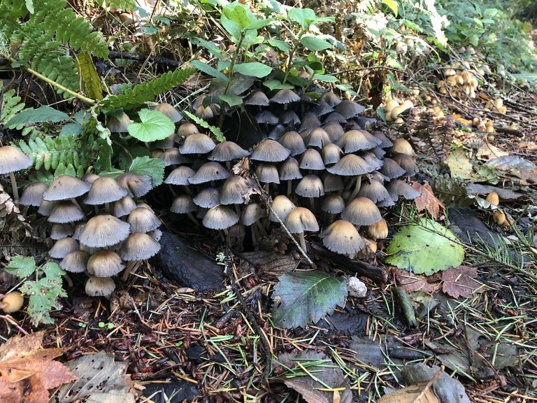 A cluster of small grey mushrooms.