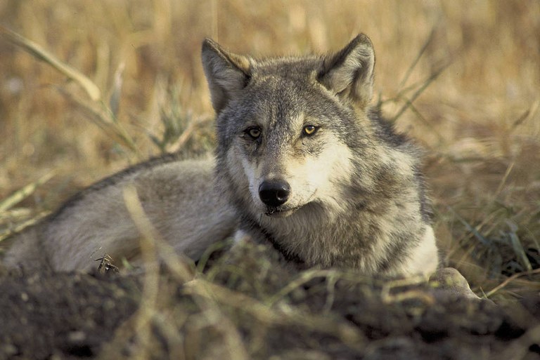 Wolf Gray wolf. Photo by USFW