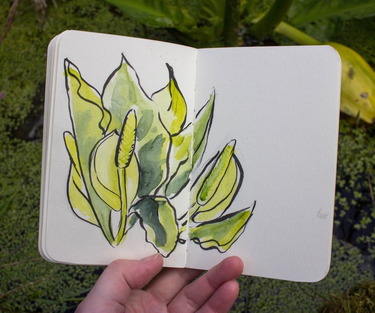 A view of an open journal with a colorful drawing of a skunk cabbage on one page.