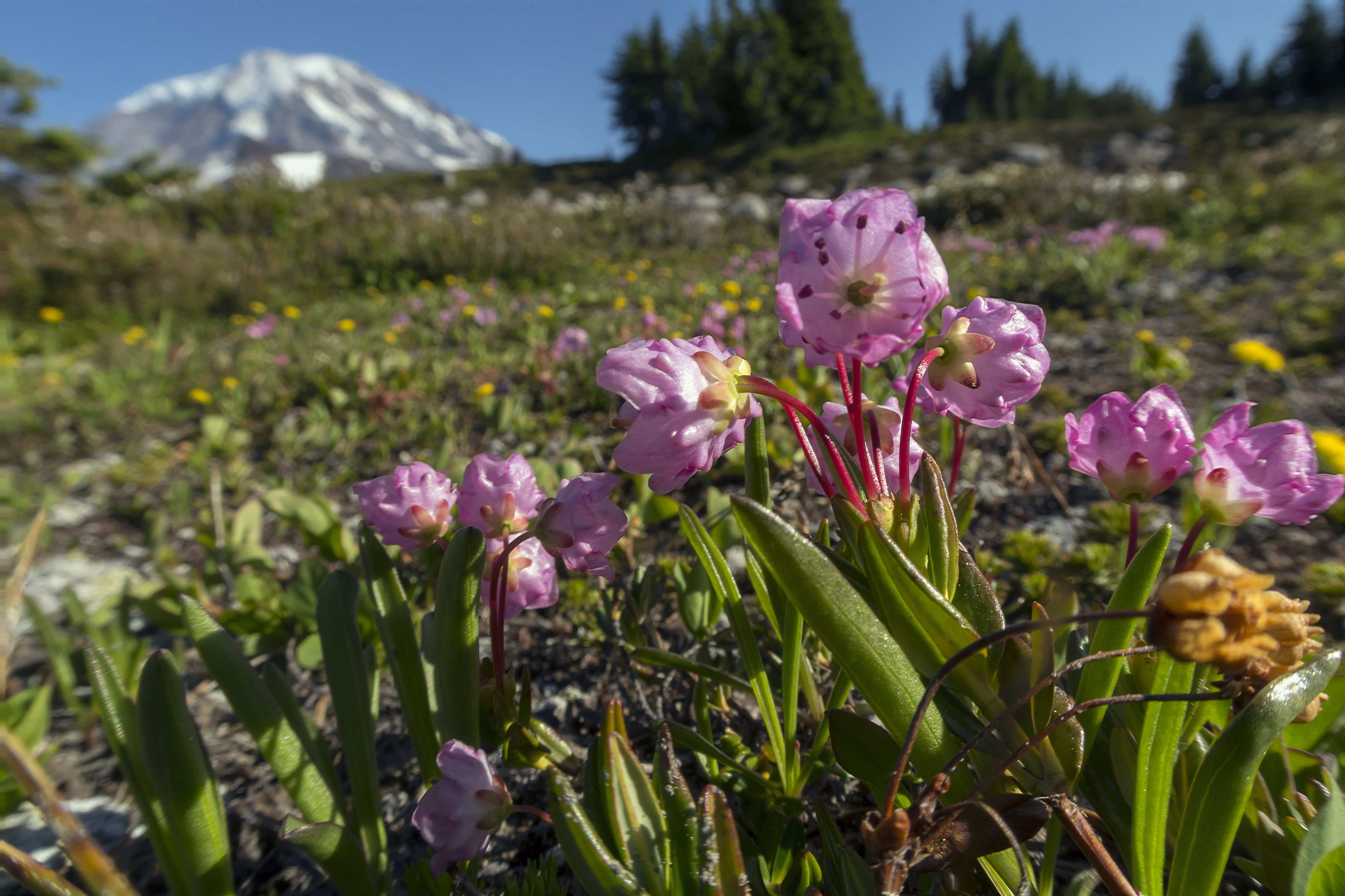 Pink and yellow wildflowers bloom in a meadow with Mount Rainier out of focus in the background