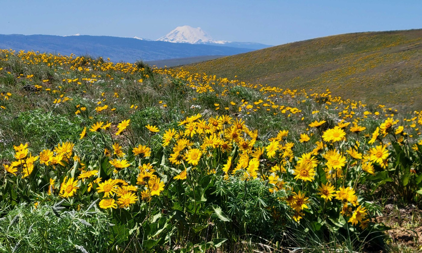 Field full of yellow wildflowers with a snowy peak on the horizon