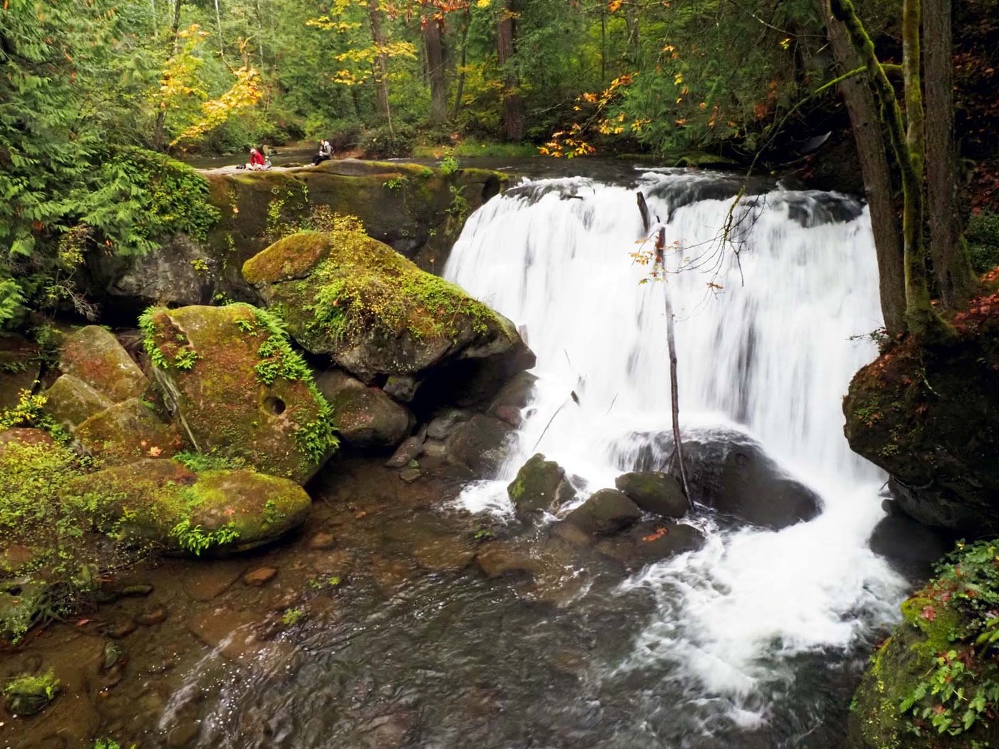 A wide waterfall gushes through a green forest