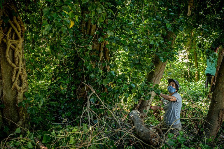 Early work being done in the Glendale forest clearing invasive species and preparing for future trails.