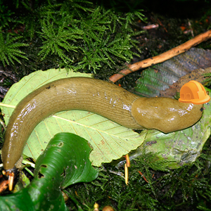 The slime from our new measurement crew is distinguishable in rain or shine! Photo by Justin Engelman.
