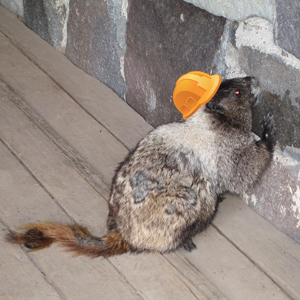 This little guy is passionate about his job -- stay out of his way when he's working! Photo by Claire Giordano. 