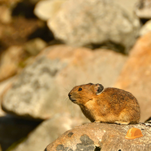 Our natural alarm clock rises with the sun to ensure you start the workday on time. Photo by Douglas Diekema. 
