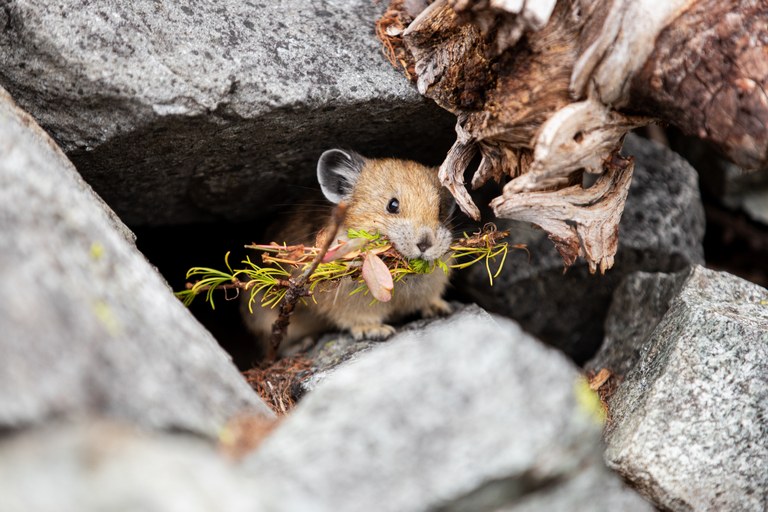 Pika hiding in rocks with grasses in mouth. Photo by Tomas Loostrom Pika hiding in rocks with grasses in mouth. Photo by Tomas Loostrom